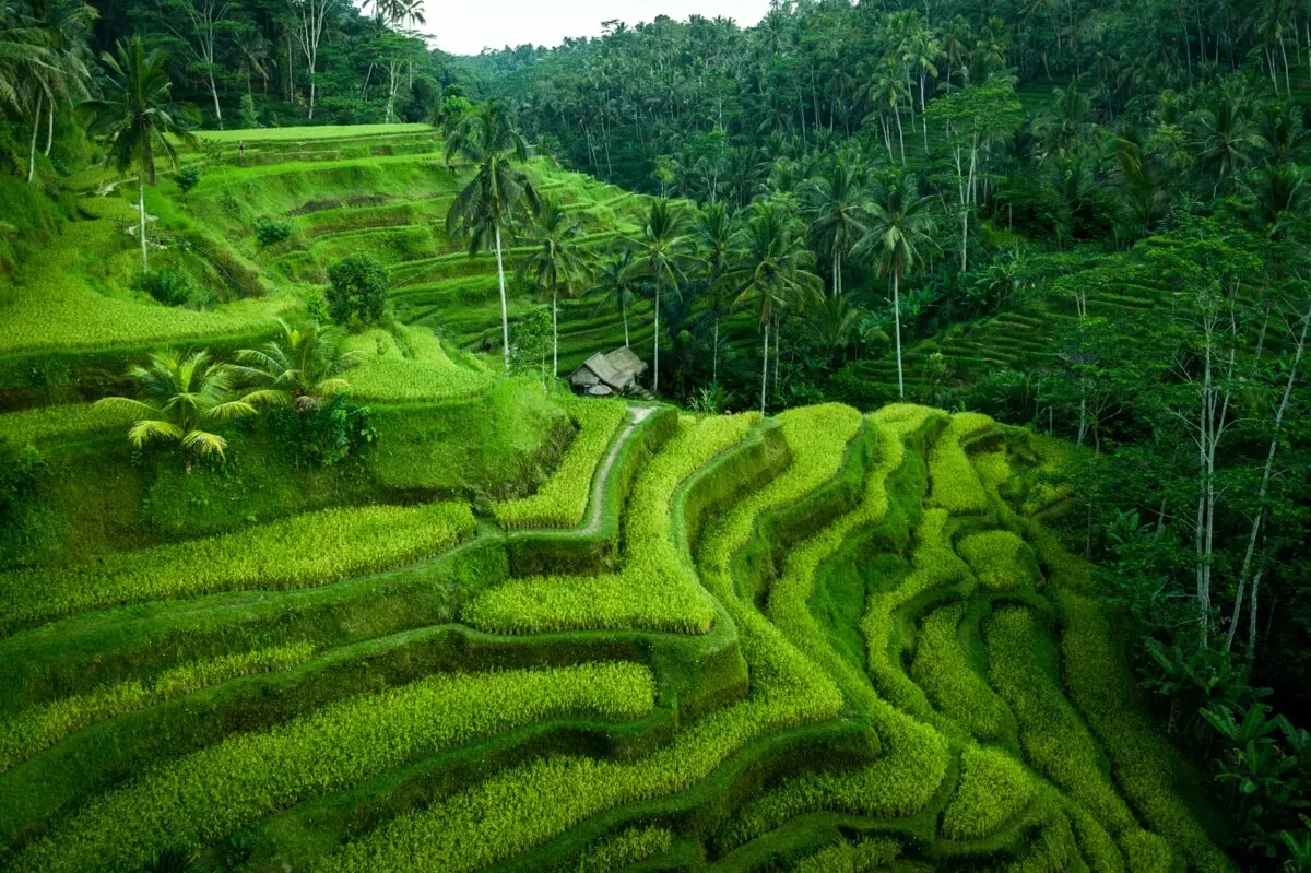 Tegallalang-Rice-Terraces